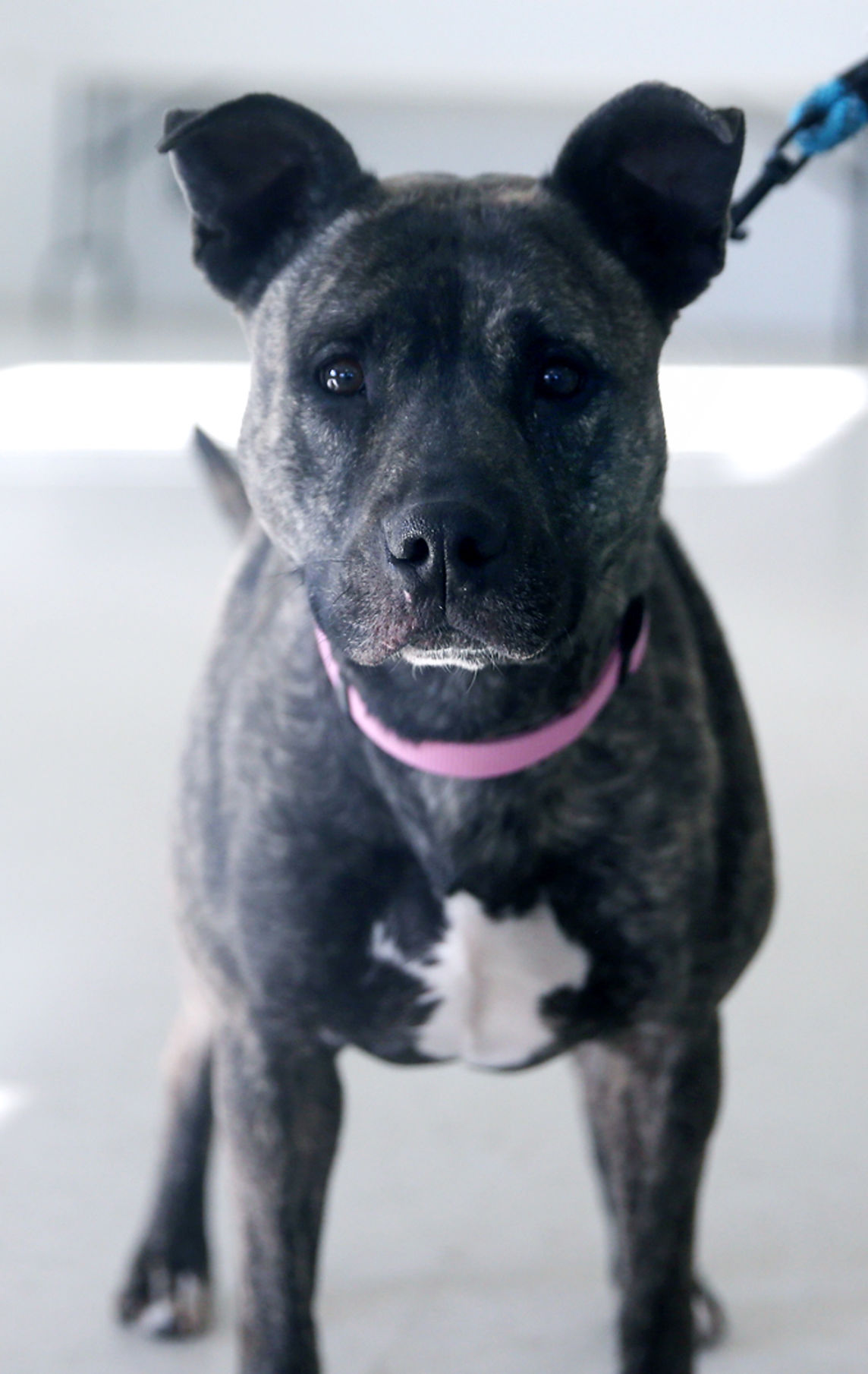 112719_PetGallery004_cs.JPG